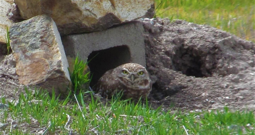 A burrowing owl in an old style burrow prior to remodeling. Photo: Otay Water Districr