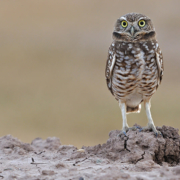 Burrowing owls get a helping hand with new habitat from the Otay Water District. Photo: Otay Water District burrowing owl homes