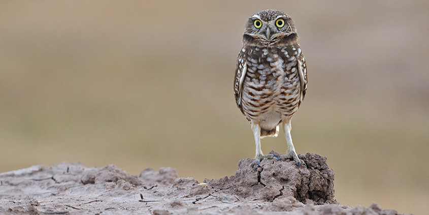 Burrowing owls get a helping hand with new habitat from the Otay Water District. Photo: Otay Water District burrowing owl homes