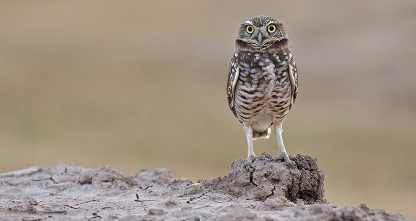 Burrowing owls get a helping hand with new habitat from the Otay Water District. Photo: Otay Water District burrowing owl homes