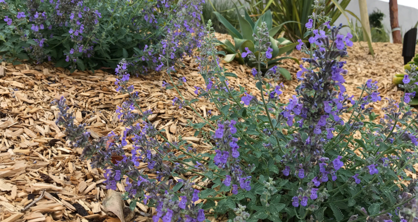 Helix Water District, demonstration garden, WaterSmart, native plants