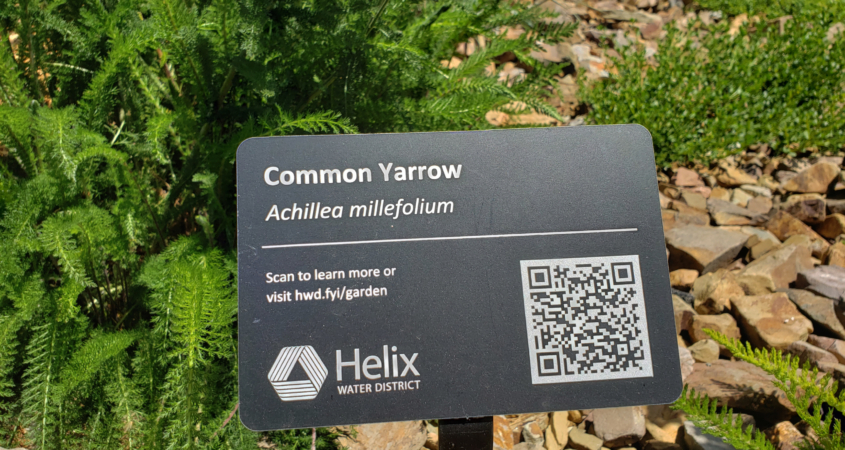 Helix Water District, WaterSmart, demonstration garden