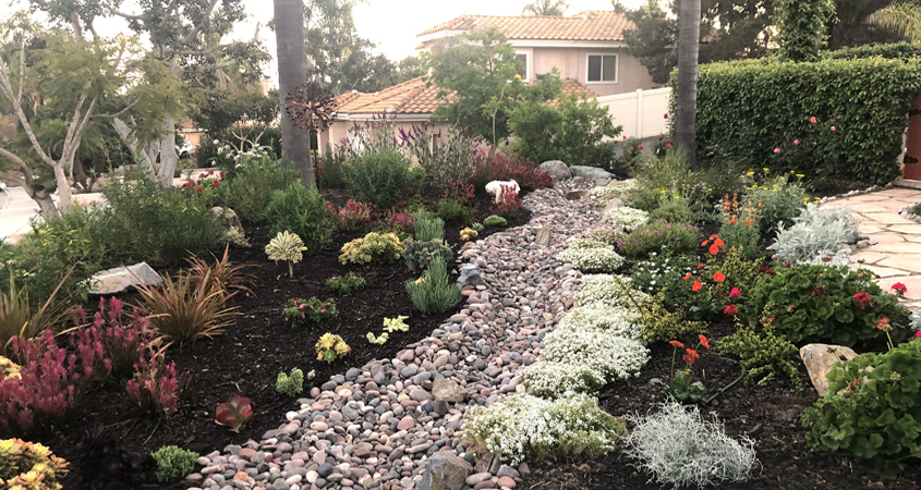 The Zeigler family of Vista replaced a labor intensive lawn with a beautiful pollinator friendly landscape to win the 2020 VID Landscape Makeover Contest. Photo: Vista Irrigation District