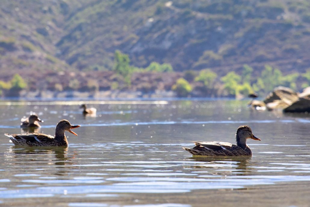 Lake Poway treats three billion gallons of drinking water annually. Photo: City of Poway