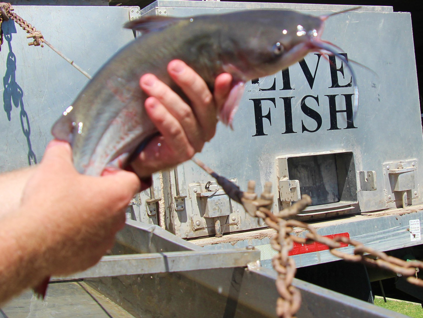 Santee Lakes 2 and 4 were stocked on July 27 with 500 pounds of catfish each. The next scheduled fish stocking will take place Monday, August 10. Photo: Padre Dam MWD / Santee Lakes 