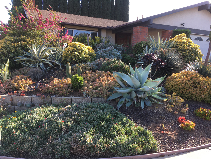 The Brants took advantage of the San Diego County Water Authority's Landscape Makeover classes to help them plan their project. Photo: City of Escondido