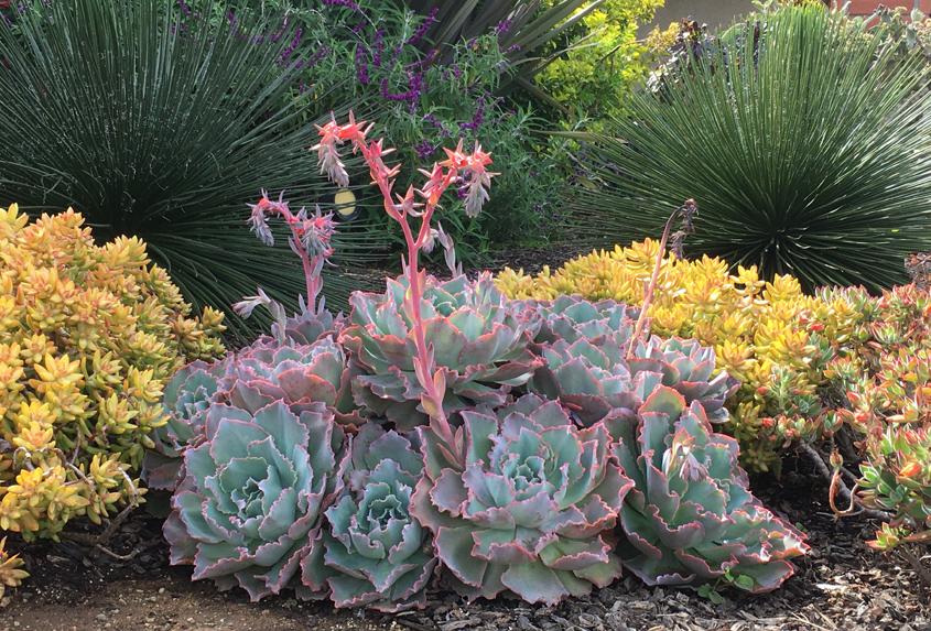 Waterwise plant choices don't have to be boring. Photo: City of Escondido