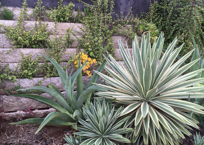 Firesafe plants like these succulents are a smart choice for your watersmart landscape plan. Photo: City of Escondido Firefighting plants