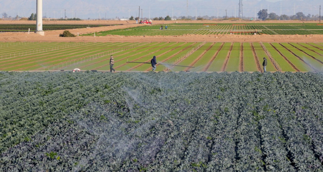 Imperial Valley-Agriculture-COVID-19-face masks