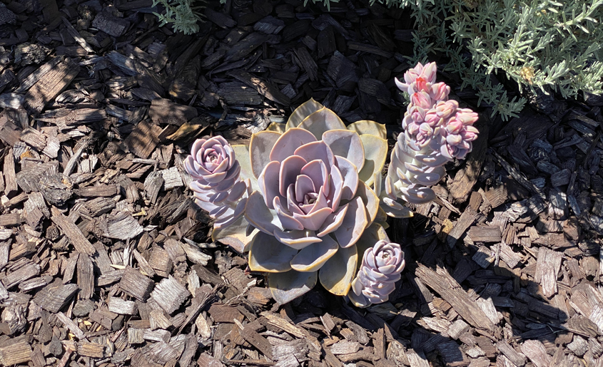 The Perrells chose easy care plants they would not have to prune or maintain. Photo: Padre Dam MWD landscape