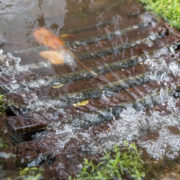 A new County of San Diego online resource can help you protect watershed by diverting it from the storm drain system. Photo: NIH.gov