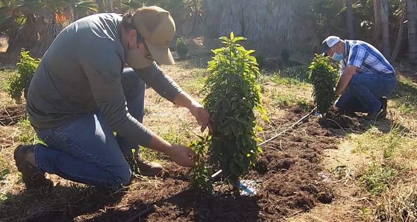 Coffee farmer Kyle Rosa (left) and Lance Andersen examine irrigation emitters at his San Marcos farm. Photo: Vallecitos Water District