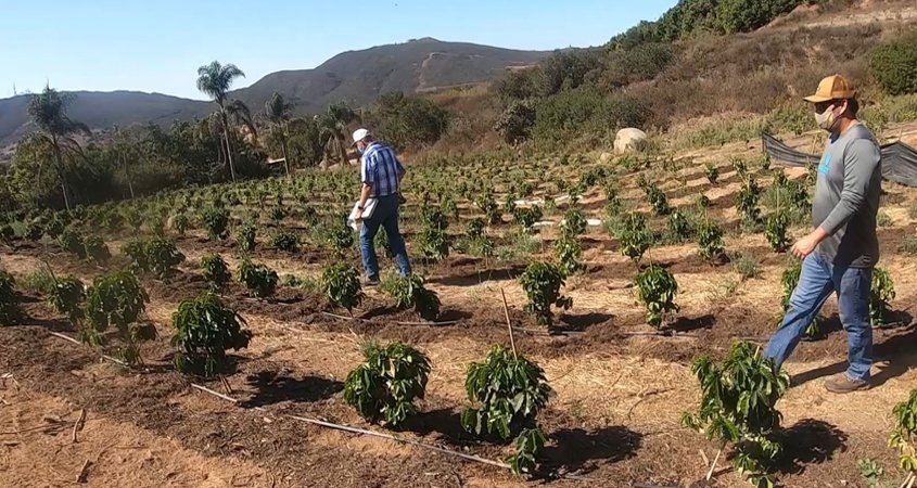 Kyle Rosa and Lance Andersen perform a walk through as part of an agricultural irrigation audit. Photo: Vallecitos Water District