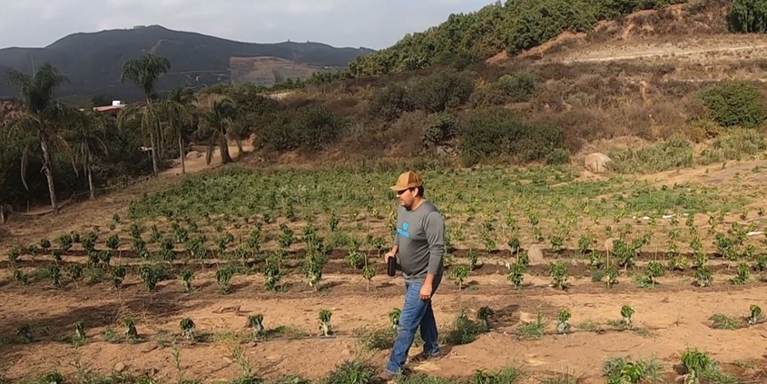 San Marcos coffee farmer Kyle Rosa walks through his 2.5 acre property. Photo: Vallecitos Water District