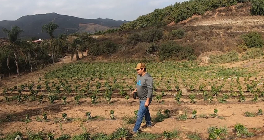 San Marcos coffee farmer Kyle Rosa walks through his 2.5 acre property. Photo: Vallecitos Water District