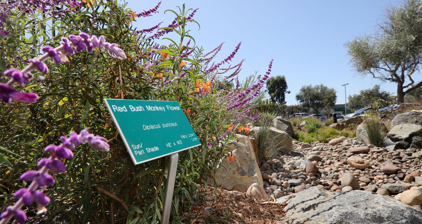 The four principles of sustainable landscaping are on display at the San Diego County Water Authority's Sustainable Landscaping Demonstration Garden outside its headquarters in the Kearny Mesa area of San Diego. Photo: Water Authority