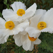 Matilija poppies, or Romneya coulteri, have the largest flower of any poppy. It's native to dry, sunny areas from California to Baja and are good choiices for successful sustanable landscaping. Photo: Kimberly Rotter / Pixabay