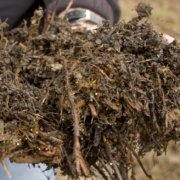 Person holding organic mulch