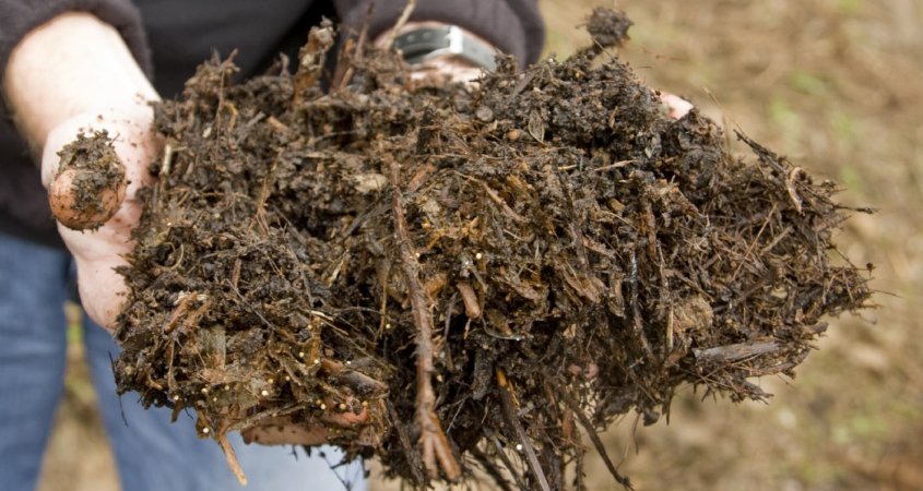 Person holding organic mulch