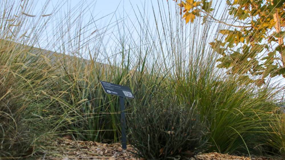 Helix Water District-Landscape-WaterSmart-Grasses