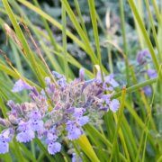 Helix Water District-Demonstration Landscape-WaterSmart