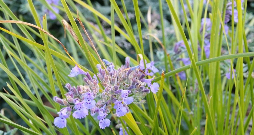 Helix Water District-Demonstration Landscape-WaterSmart