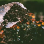 High quality soil will support your WaterSmart landscape design. Photo: Lisa Fotios/Pexels healthy soil