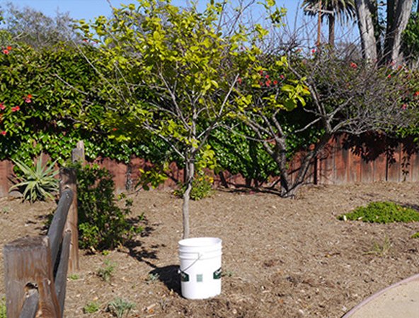 Creating a DIY self-watering bucket will help prevent landscape trees from going into shock after surrounding turf is removed. remove your lawn
