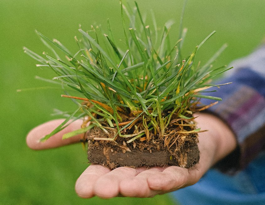 Remove your old turf in a way that preserves valuable soil microbes. Photo: Anna Shvets / Pexels