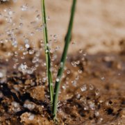 Irrigation-Soil-roots-Conservation Corner your plants, use a soil probe. Photo: Karolina Grabowska/Pexels soil probe tips