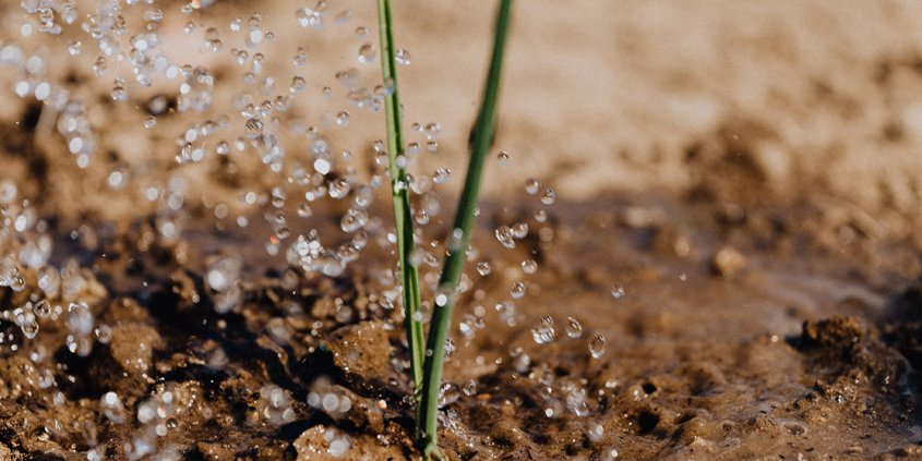Irrigation-Soil-roots-Conservation Corner your plants, use a soil probe. Photo: Karolina Grabowska/Pexels soil probe tips