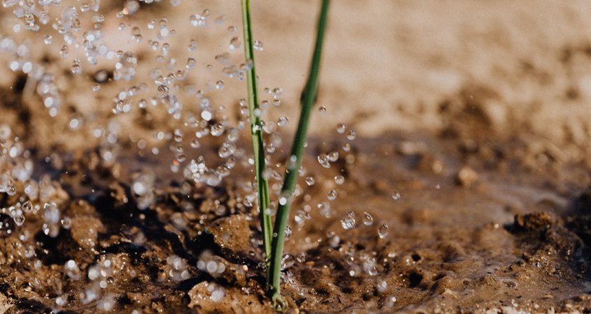 Irrigation-Soil-roots-Conservation Corner your plants, use a soil probe. Photo: Karolina Grabowska/Pexels soil probe tips