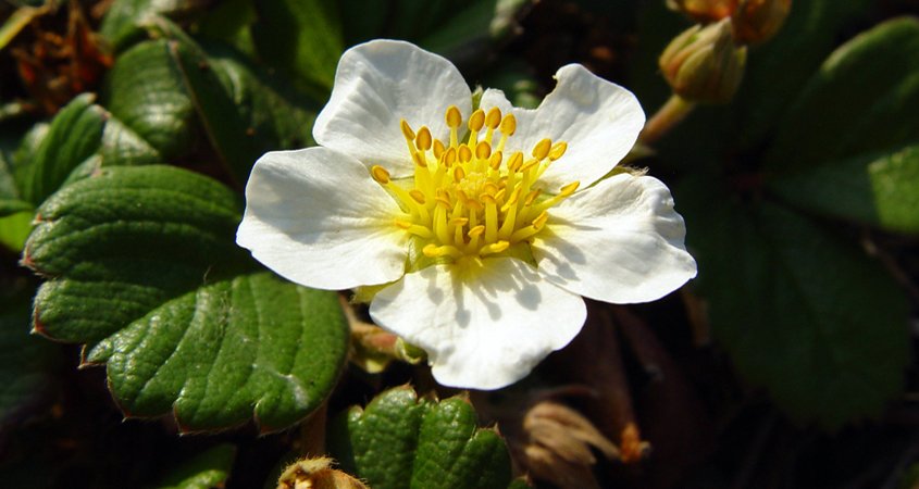 The Beach Strawberry (Fragaria chiloensis) provides a display of white flowers. Photo: Wikimedia groundcovers to use