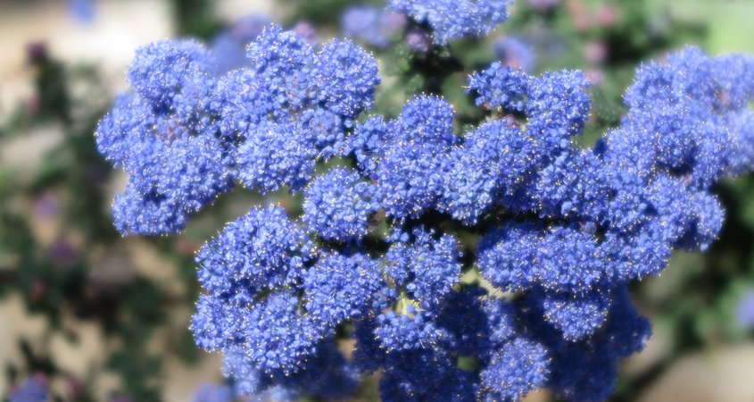 California lilac (Ceanothus) is a native plant to San Diego County and produces spectacular blooms in early spring. Photo: Wikimedia