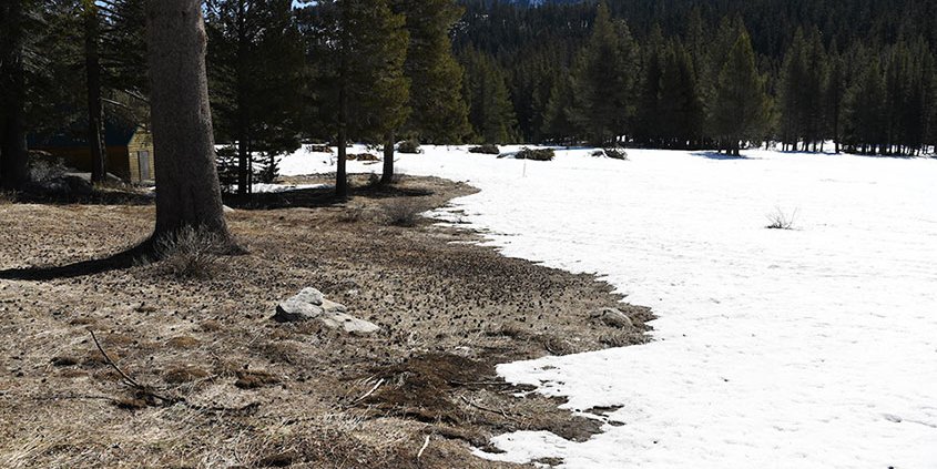 Phillips Station-Mountain Snowpack-Climate Change-DWR Snow Survey