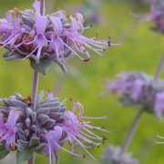 Bee's Bliss Sage (Salvia leucophylla) attracts pollinators including bees and butterflies to your landscaping. Photo: Wikipedia groundcovers to use