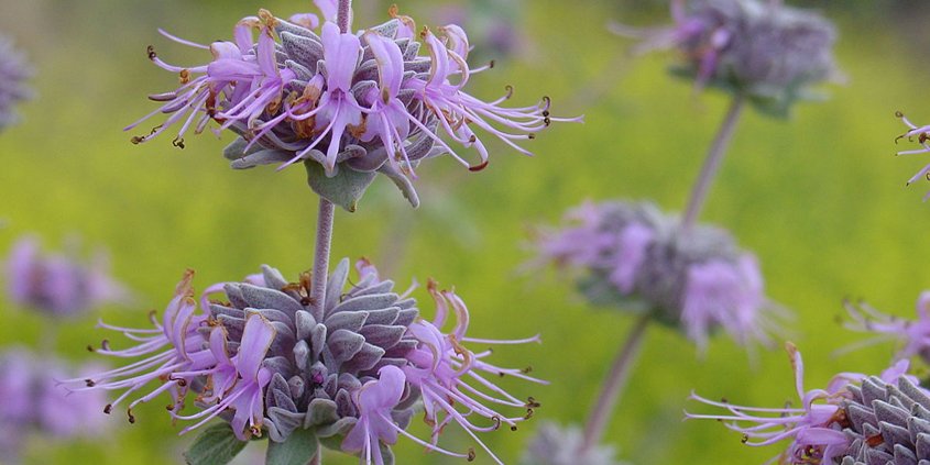 Bee's Bliss Sage (Salvia leucophylla) attracts pollinators including bees and butterflies to your landscaping. Photo: Wikipedia groundcovers to use