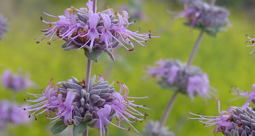 Bee's Bliss Sage (Salvia leucophylla) attracts pollinators including bees and butterflies to your landscaping. Photo: Wikipedia groundcovers to use