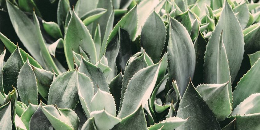 Choose your landscape plants carefully to reduce your water use. watering your plants