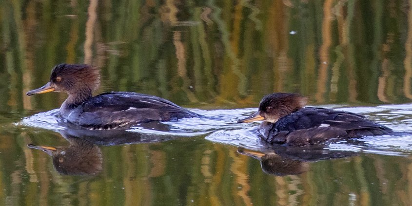 Hooded mergansers glide across Sweetwater Reservoir. Photo: Sweetwater Authority Reservoirs