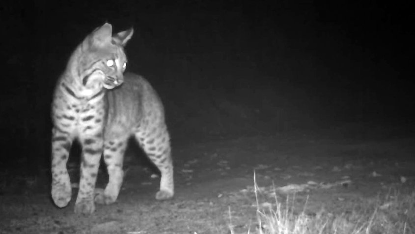 Wildlife cameras at South Lake Reservoir captured this visiting bobcat at night. Photo: Vallecitos Water District