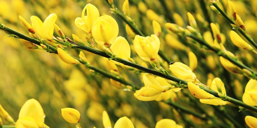 Scotch broom's blooms are pretty, but it is a non-native invasive species and should be avoided. Photo: Armen Nano/Pixabay