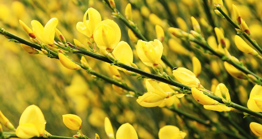 Scotch broom's blooms are pretty, but it is a non-native invasive species and should be avoided. Photo: Armen Nano/Pixabay