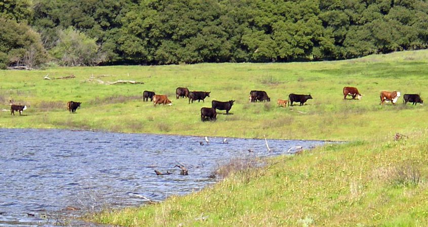 Everything that is on the land, whether a natural feature or a human activity like grazing cattle at this area near the Sutherland Reservoir, is part of the watershed. Photo: City of San Diego