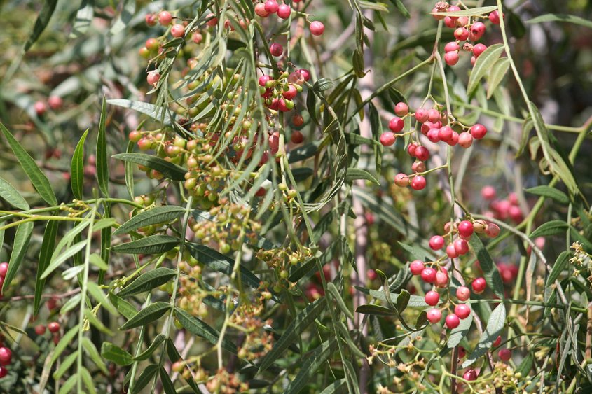 Brazilian pepper trees are invasive with damaging roots. Photo: Sabine Schmidt/Pixabay 