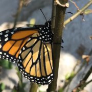 Attract pollinators to your watersmart landscaping with native plants such as milkweed. Photo: Erin Lindley