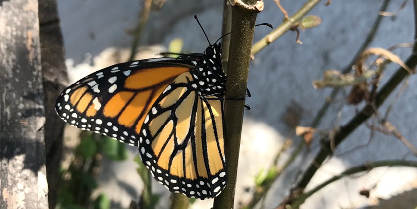 Attract pollinators to your watersmart landscaping with native plants such as milkweed. Photo: Erin Lindley