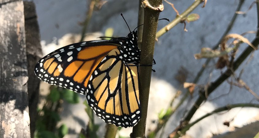 Attract pollinators to your watersmart landscaping with native plants such as milkweed. Photo: Erin Lindley