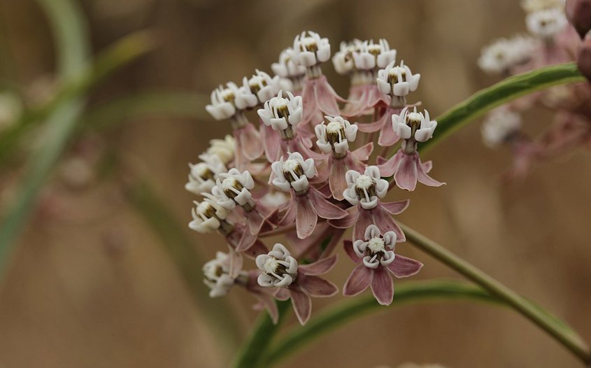 Planting Narrowleaf Milkweed prohibits habitat and for the endangered Monarch butterfly. Photo: Wikimedia Attracting Pollinators