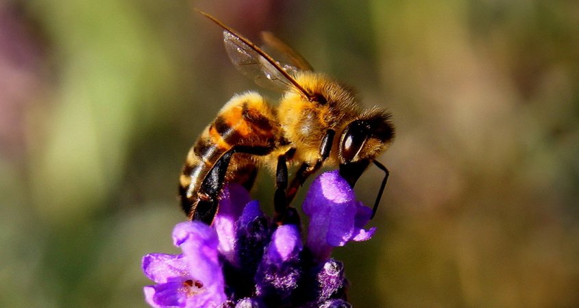 Leave open soil around plants for ground-nesting bees and insects. Photo: Pixabay/Creative Commons Attracting Pollinators